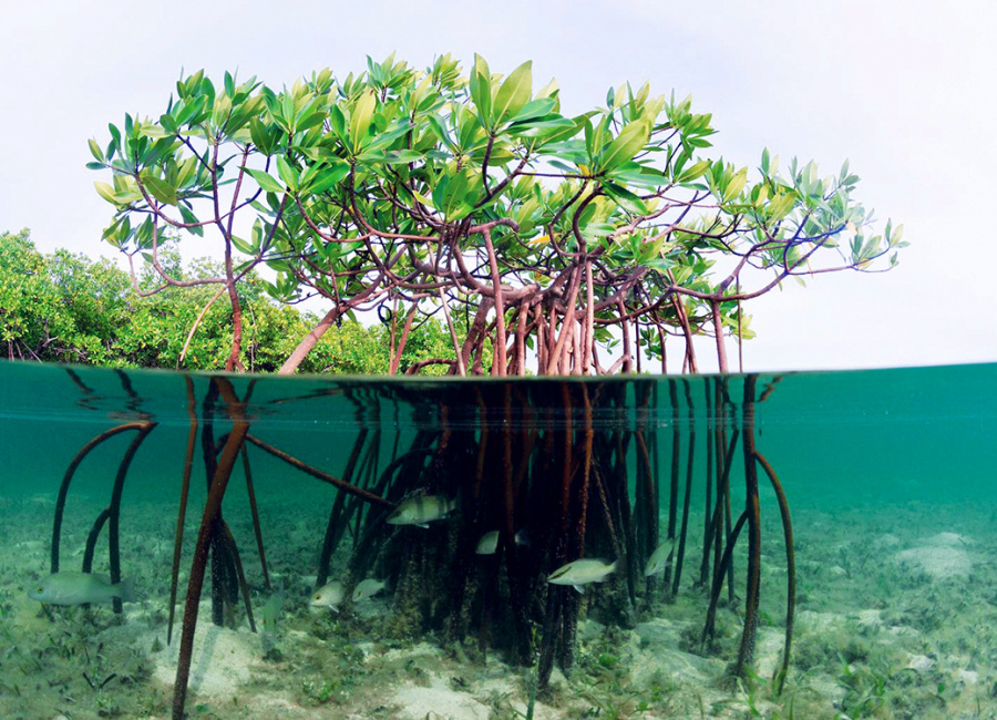  Manfaat  Hutan Mangrove Bagi  Kehidupan Manusia  F Nabila s 